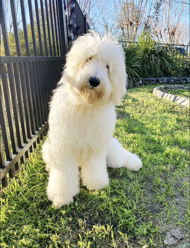 teddybear schnoodles smeraglia